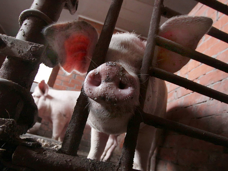 В США генетически модифицированную почку свиньи впервые пересадили человеку