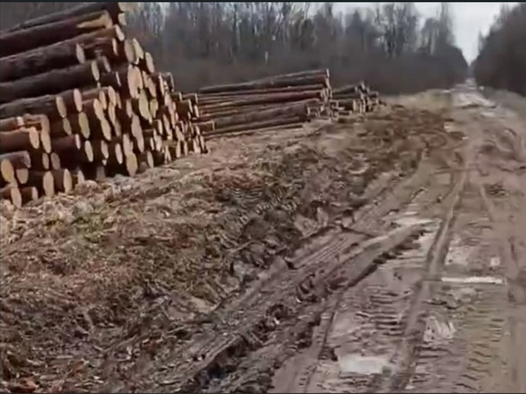 Лесовозы разбили дорогу в псковскую деревню Заорово