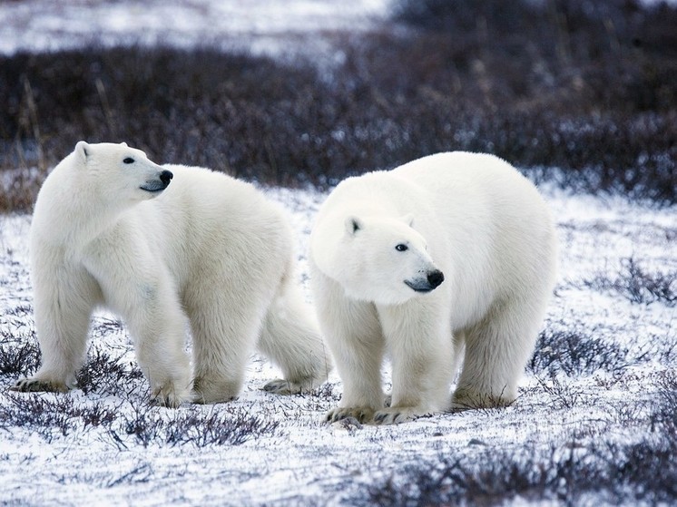 В заповеднике "Медвежьи острова" в Якутии установят четыре экспедиционных базы
