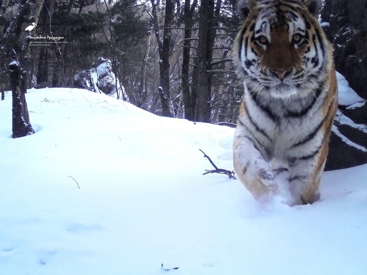 Переехавший из Хабаровского края в Московский зоопарк тигр получил кличку Амур