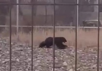 Жительница Читы 22 марта сняла на видео росомаху, которая бегала возле детского сада №32 по улице Советской в Чите