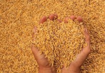 Алтайкрайстат отмечает сокращение объема продаж зернобобовых и масличных сельскохозяйственными организациями Алтайского края в январе-феврале 2024 года.