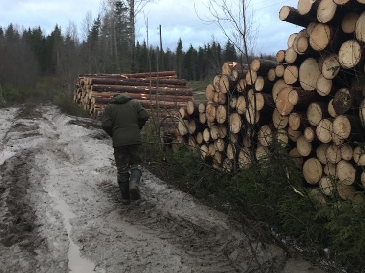 Объем незаконных рубок леса в Вологодской области снизился на 45%