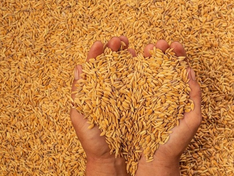 С начала года в Алтайском крае упал объем продаж зерна и масличных
