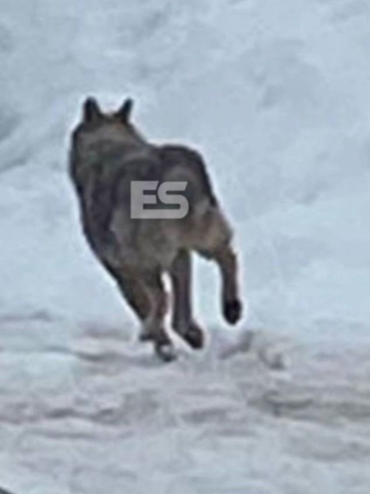 В одном из СНТ Калужской области заметили волка