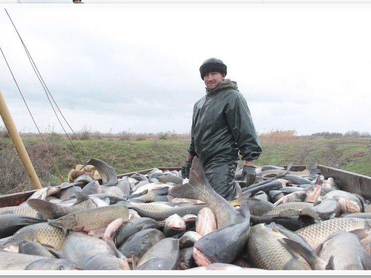 Дагестан увеличивает производство рыбы: новые планы и достижения