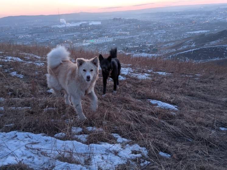 Эвтаназию бродячих собак в Красноярском крае хотят узаконить