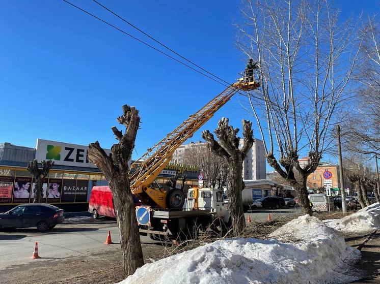 В Кирове провели санитарную и омолаживающую обрезку деревьев