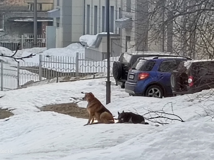 У мэра Петрозаводска потребовали решить вопрос агрессивными бродячими псами