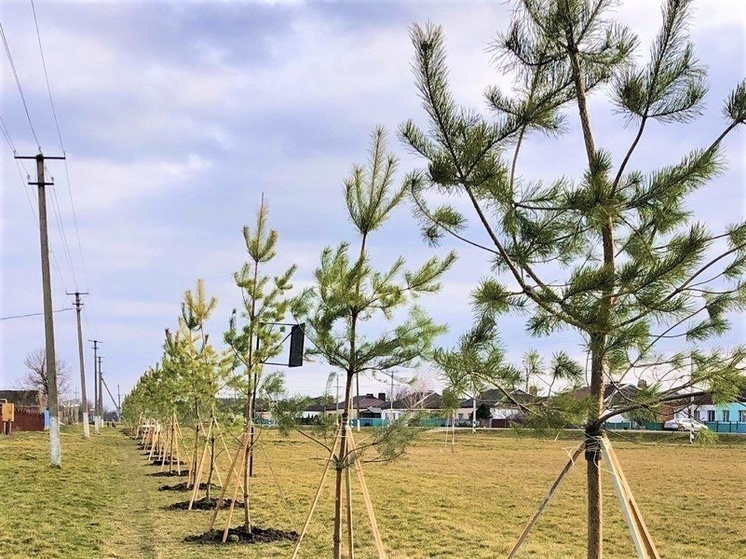 На Кубани высадят более 4 тысяч деревьев и кустарников в рамках акции «Сад памяти»