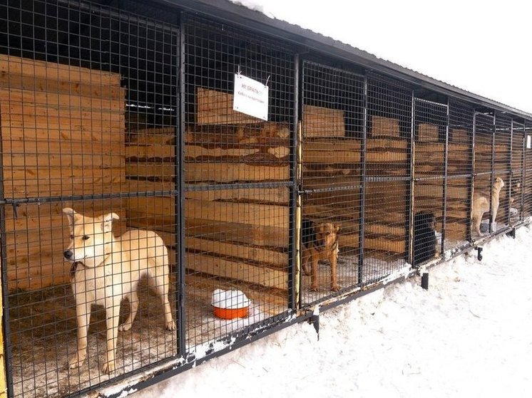 В Югре приюты для животных приравняют к социальному бизнесу