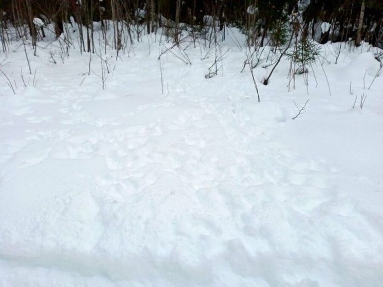 В Костромской области завершили перепись