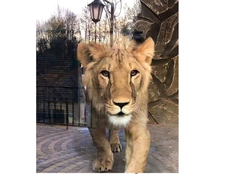 Лев умер в зоопарке Калуги