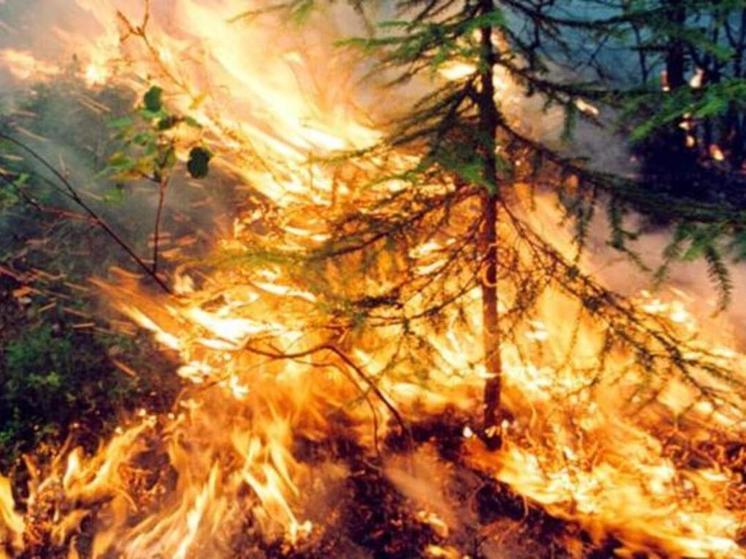 40 млн рублей потратит Чукотка на поиск пожаров в лесах и тундре