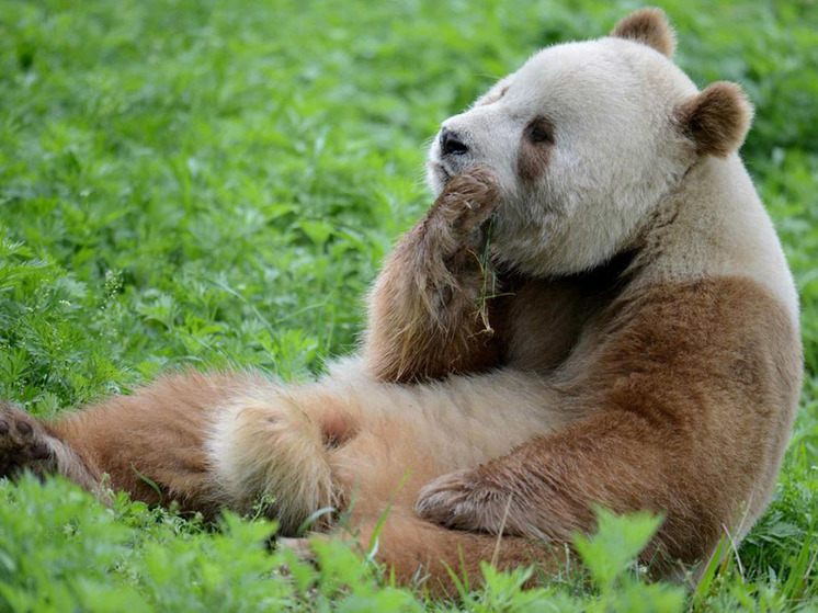 Не все панды оказались черно-белыми: ученые нашли объяснение