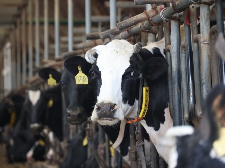 Ревакцинация скота от ЗУД завершается в Приангарье
