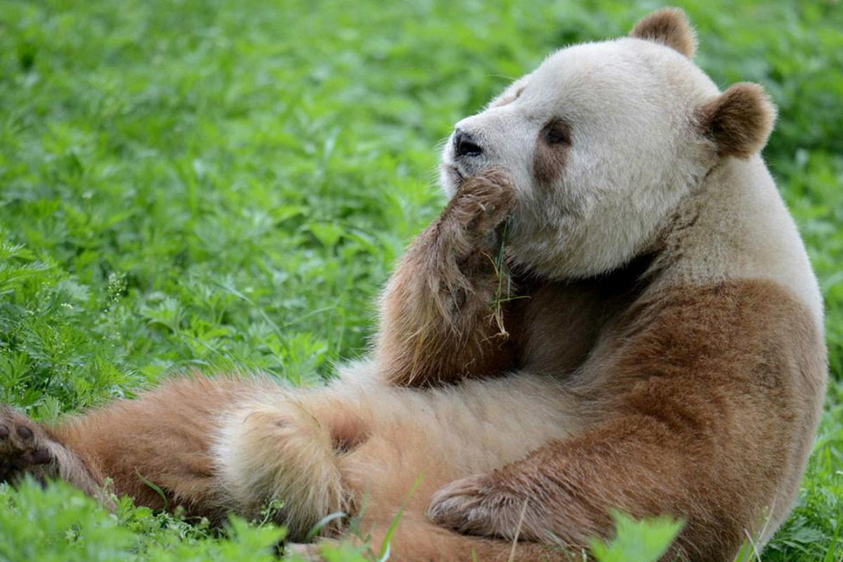Not all pandas turned out to be black and white: scientists have found an explanation