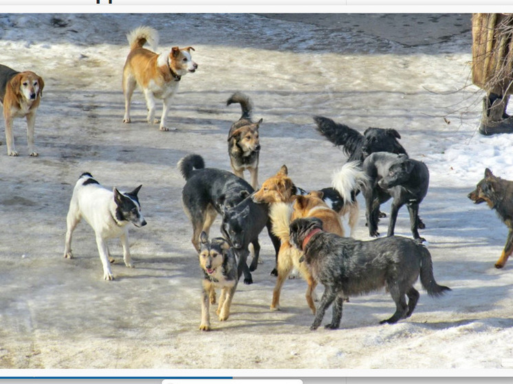 Дагестан открывает приют для бездомных собак