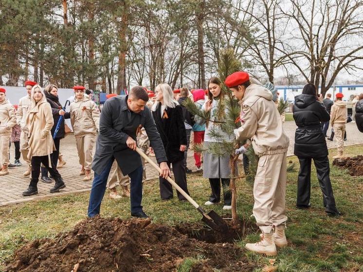 В Абинске высадили 30 сосен в рамках акции «Сад памяти»