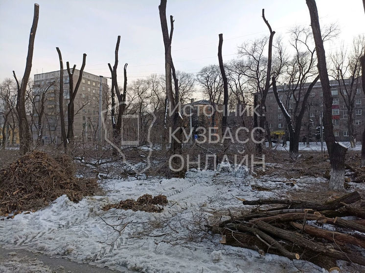  «Безобразная» обрезка деревьев возмутила новокузнечанку