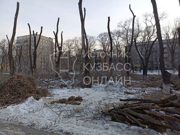  «Безобразная» обрезка деревьев возмутила новокузнечанку