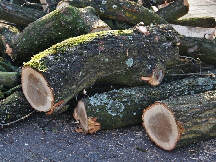  В Светлогорске вырубят 80 деревьев