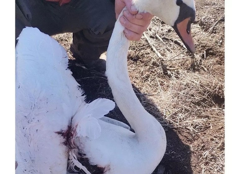 В Ростовской области раненный лебедь упал на голову прохожего