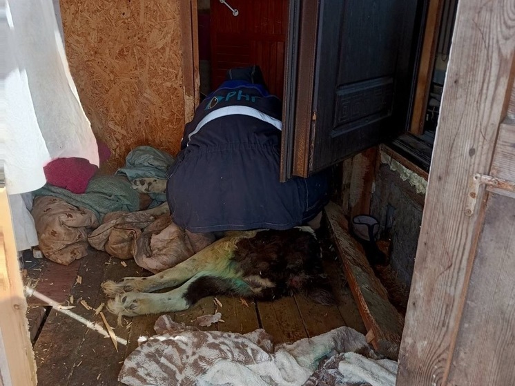 Пензенские спасатели помогли собаке, застрявшей в половицах дома