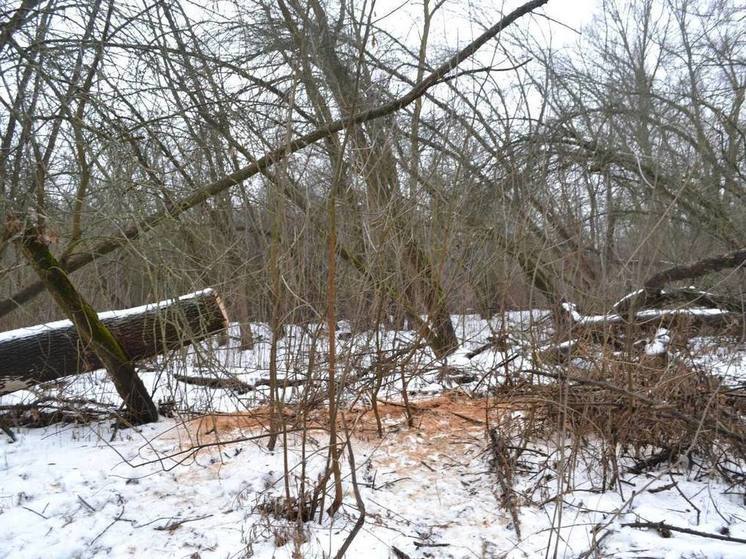 Житель Астраханской области вырубал ясени в природном заказнике