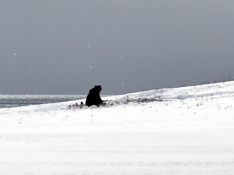 На Камчатке проснулись медведи
