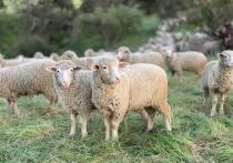 Фермеры республики, развивающие отрасль овцеводства, получили субсидии из федерального и республиканского бюджетов на сумму более 36,6 млн рублей