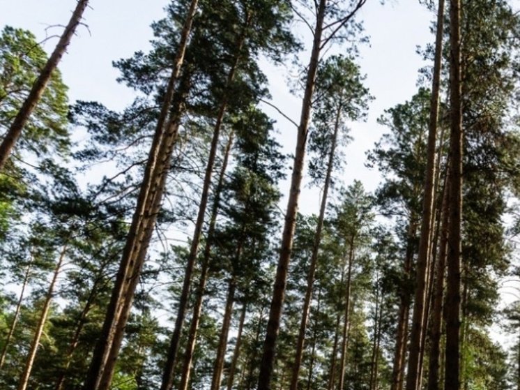 В Новосибирской области выявили контрабанду хвойного леса на 22 млн рублей
