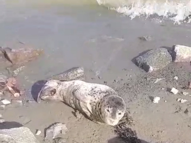«Нерпа! Нерпа!»: потерявшегося тюлененка нашли в Большом Камне