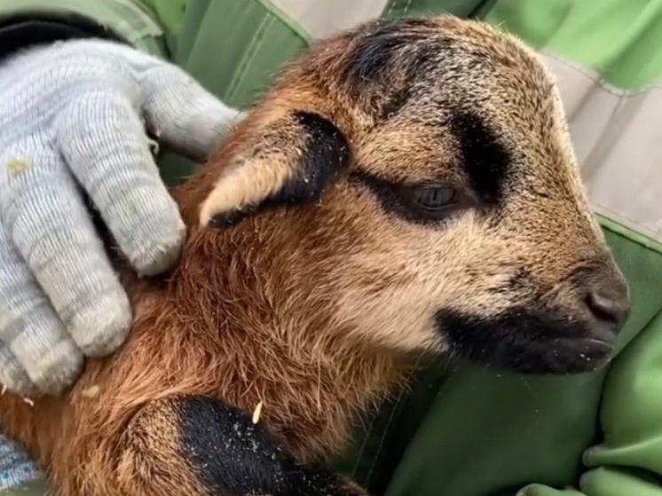 В донском парке «Лога»на свет появился малыш камерунских овец