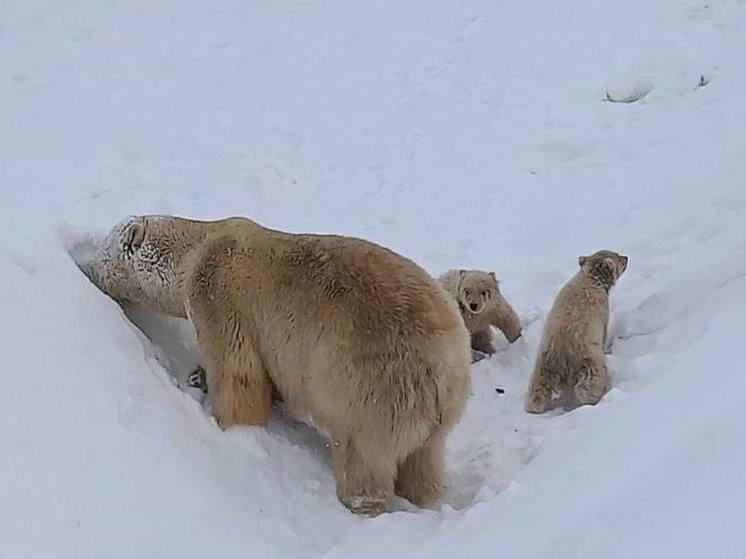 В Якутии медведица Колымана вывела своих близнецов из берлоги