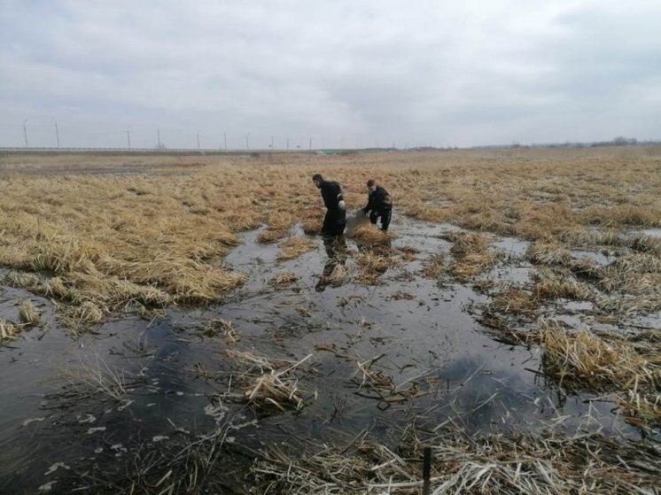 В болоте под Курском нашли труп мужчины