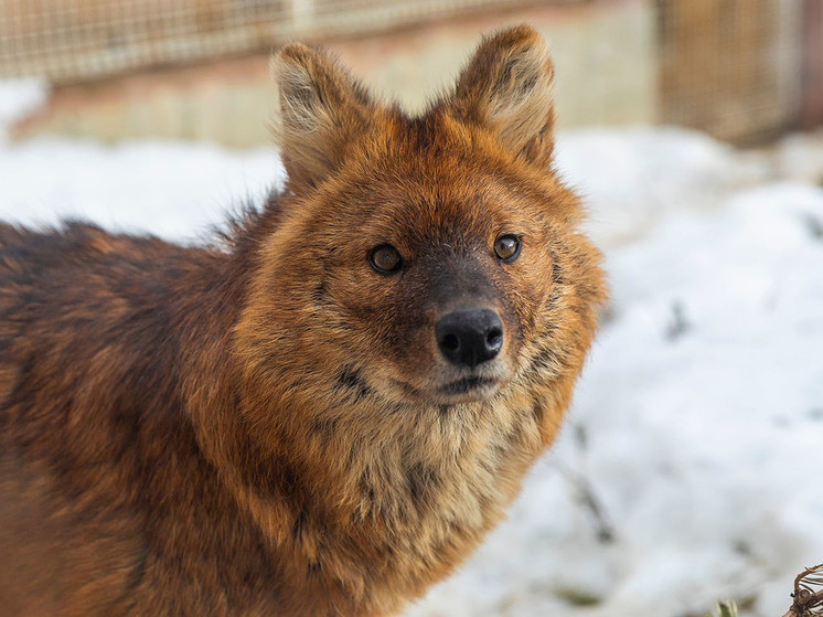 «Технополис Москва» будет опекать красного волка из столичного зоопарка