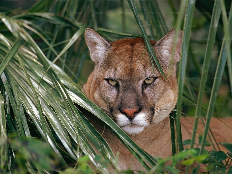 В США пума убила человека впервые за 20 лет