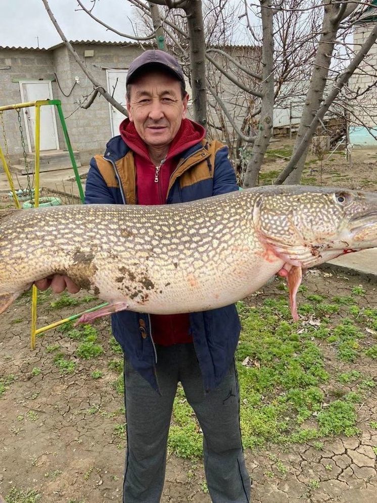 Рыбак поймал огромную щуку в Астраханской области