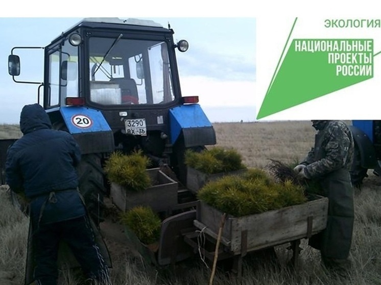 В Воронежской области увеличат лесные угодья на 2012 гектаров