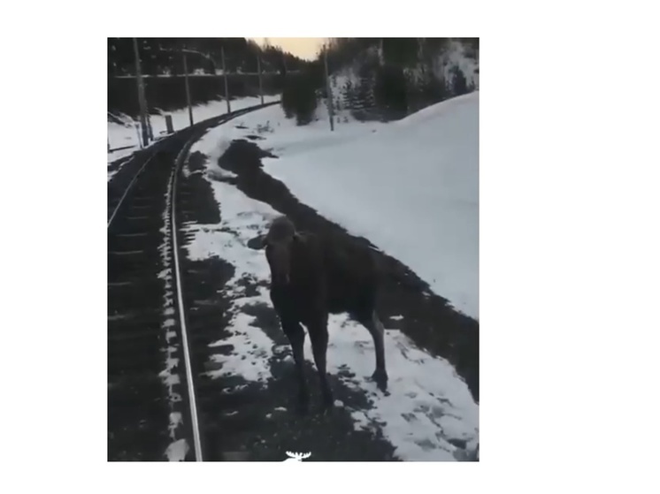 В Ярославской области на железнодорожном перегоне сбили лося