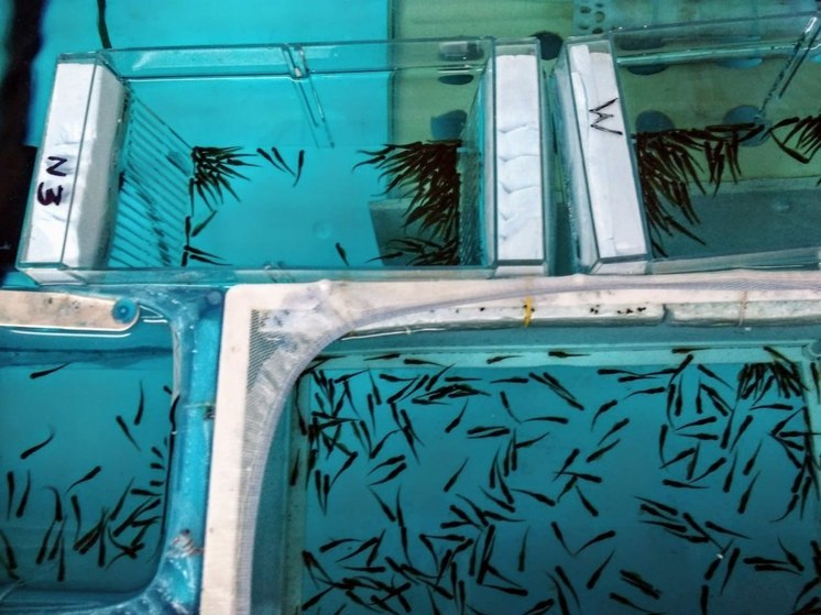 На Камчатке вырастили красную рыбу для изучения ДНК