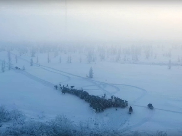 Завораживающее видео с оленями сняли в тундре Ямала