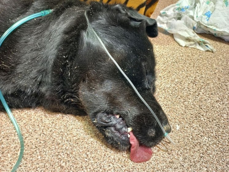 На Сахалине посетитель приюта для животных отравил лабрадора