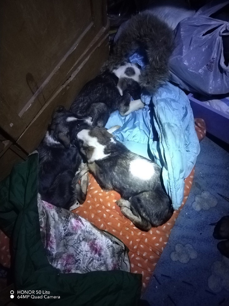 В Тверской области трех щенков выбросили в канаву умирать