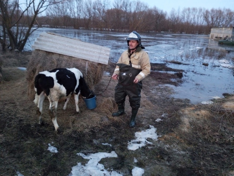 В Добринском районе спасли трех человек и скот из подтопленных домов