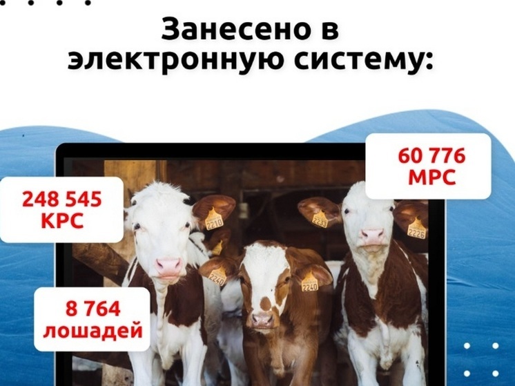 В Бурятии тихо, мирно и быстро маркирована половина сельхозживотных