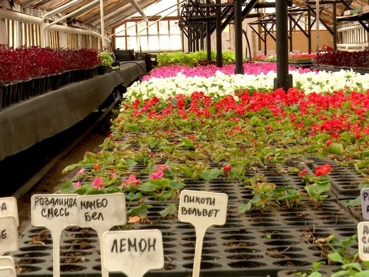 В 2024 году в Рязани на клумбах высадят более 430 тысяч цветов
