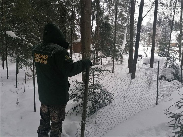 Самозахват лесных земель обнаружили инспекторы в Звенигороде