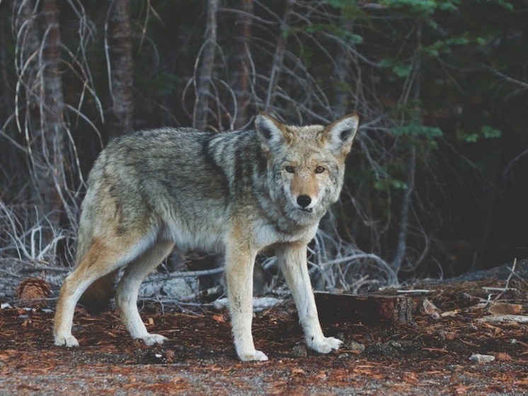 В Хакасии насчитали огромное число волков